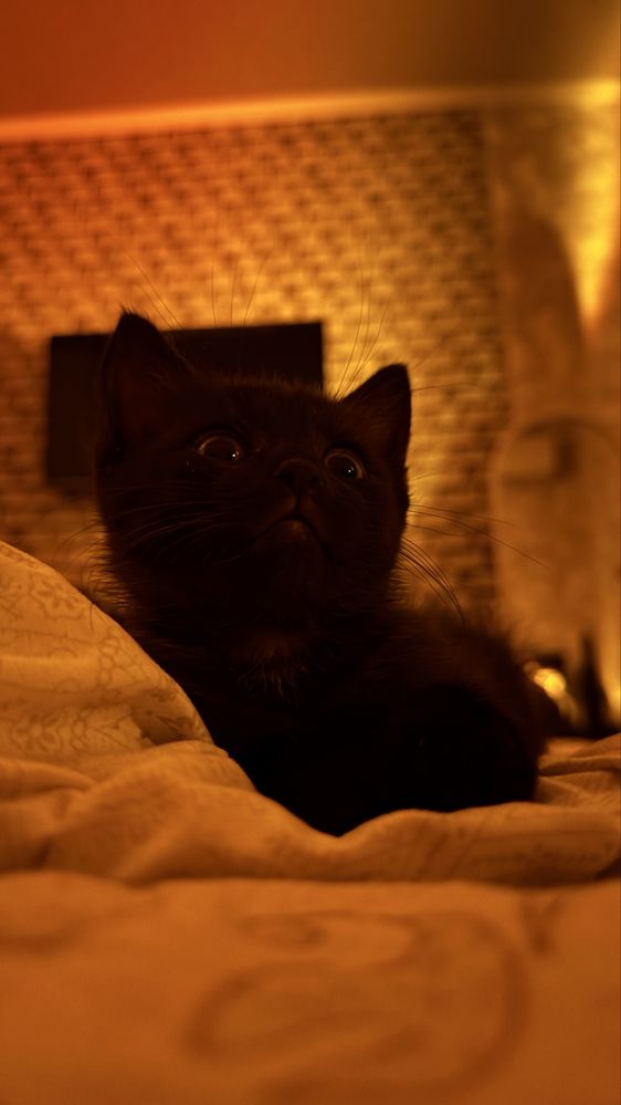 Котенок в хорошие руки