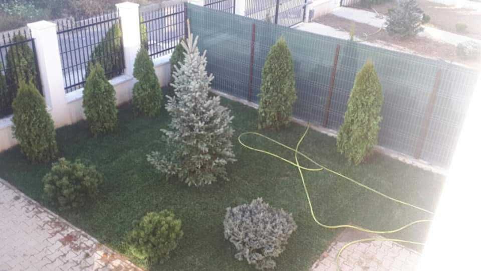 Vând tuia și mesteacăn