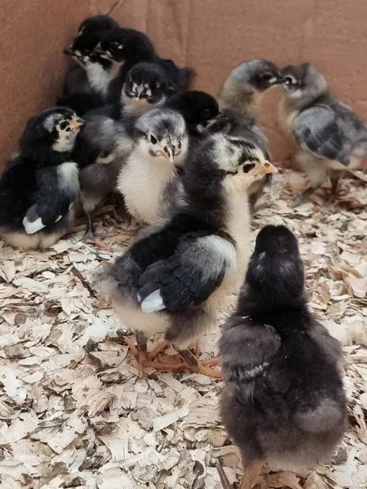 Pui Australorp negru varsta intre 7 si 21 zile