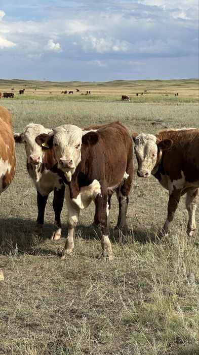 Подсос бұзаулар бычки