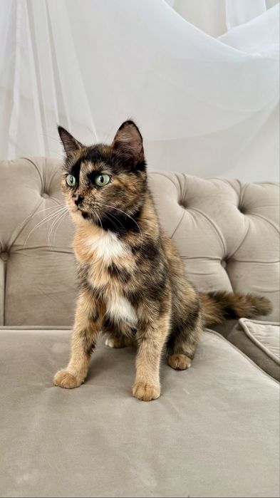 Кошечка Тиффани ищет семью. Стерилизована