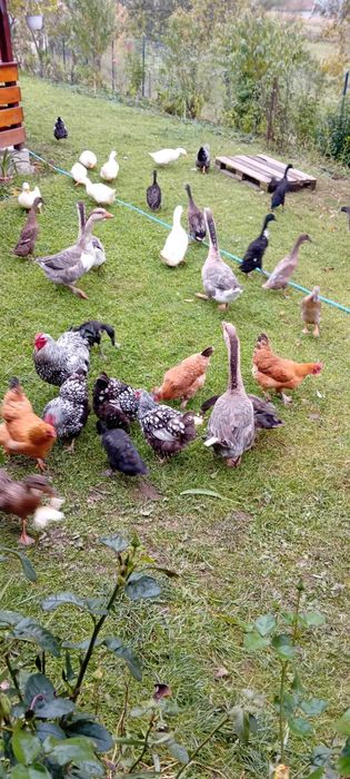 Rate alergatoare indiene