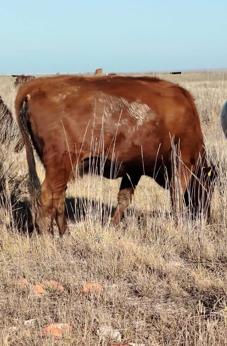 Продам жирную телку 2,5 года