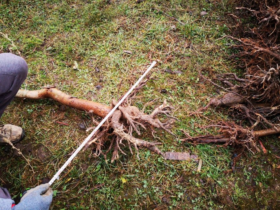 Пауловния Томентоса и Шан Тонг - двугодишни фиданки.