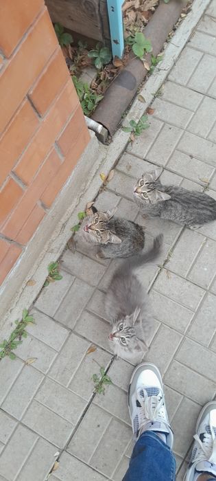 Котята в частный дом