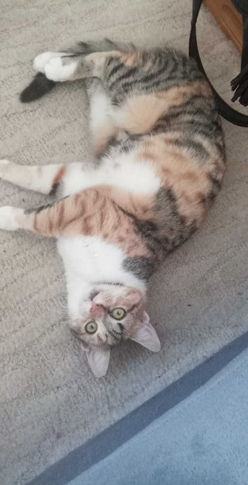 Търсим дом за Шери