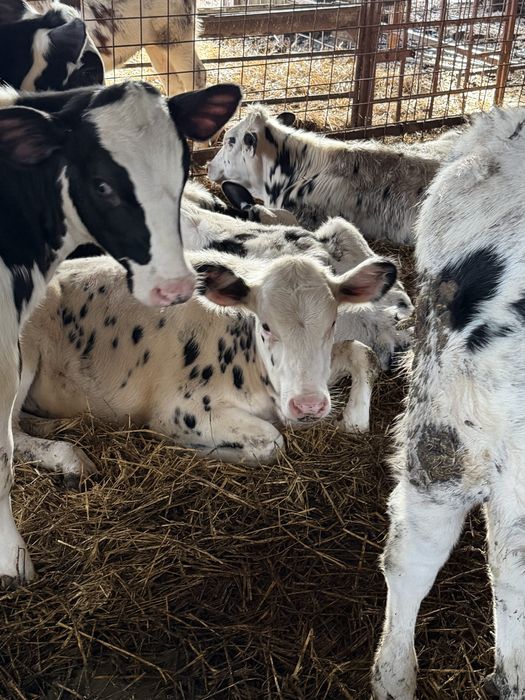 Vand vitele holstein