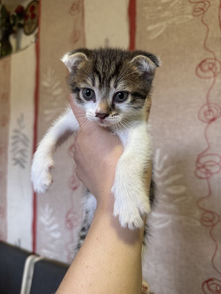 Отдам котят в добрые руки