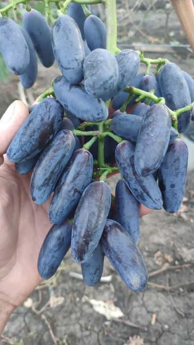 Vita de vie soiuri cu gust de muscat si gust armonios fructat