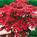 Arțar Japonez ( Red Rubyn)
