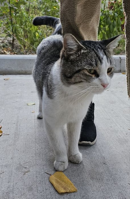 Кот в Добрые Руки!!!