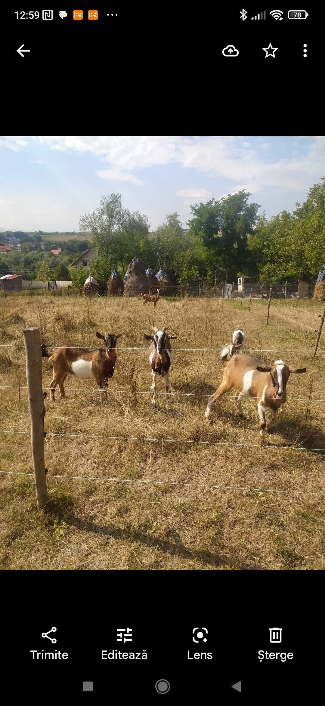 Vând capre și țapi alpine