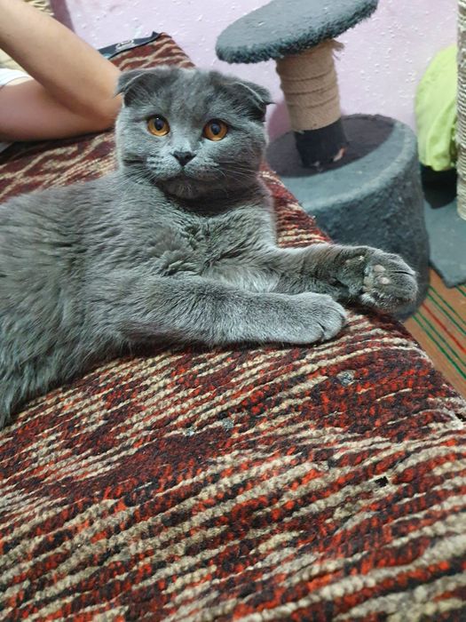 Шатландиская Фолд зоти