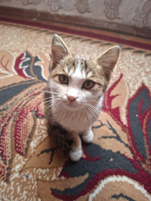 Mushukcha tekinga beriladi.