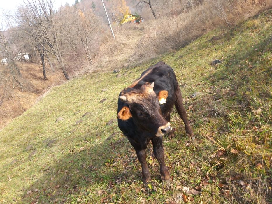 Vițel brun de vânzare