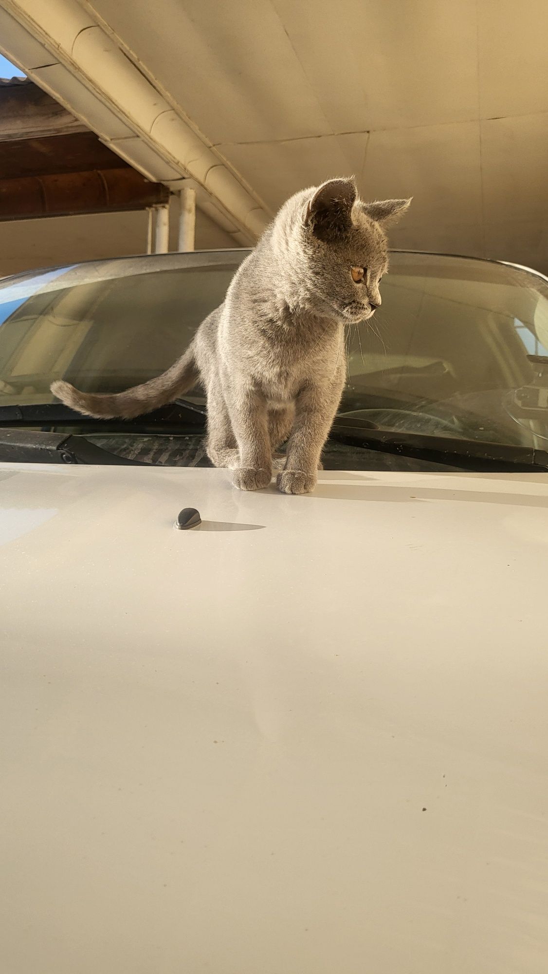 Шотландский кот 50