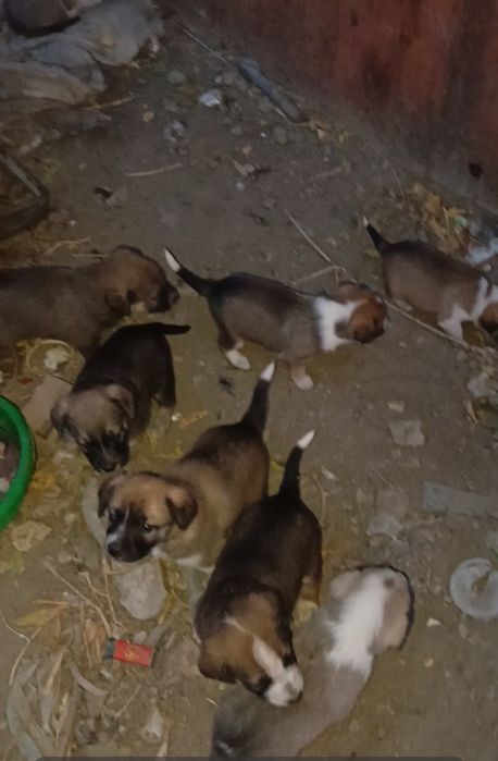 В добрые руки щенята