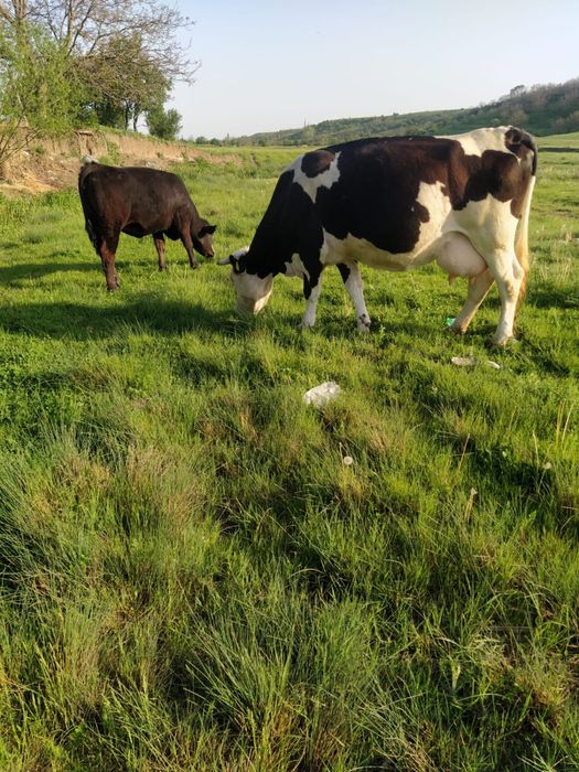 Vand vaca baltata romaneasca