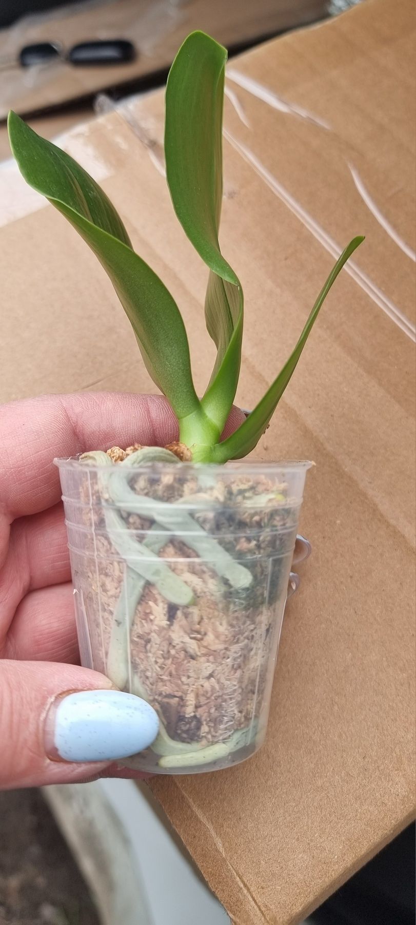 Продам орхидею "Анаконда"