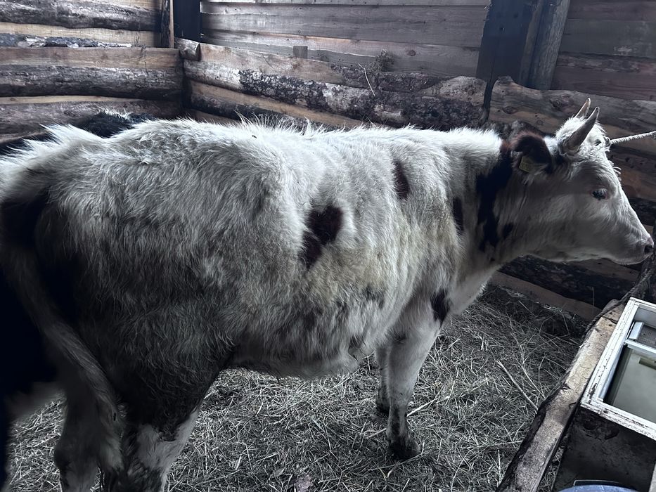 Согымга таинша бар 1.5 жасар