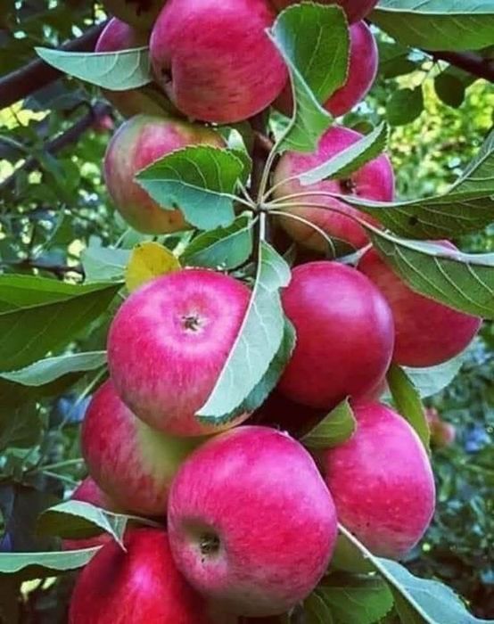 Pomi Fructiferi La Ghiveci (MĂR )