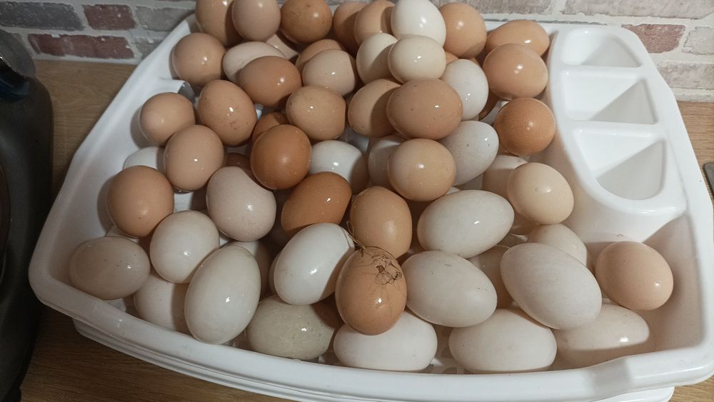 rate ratoi gaini si gaste