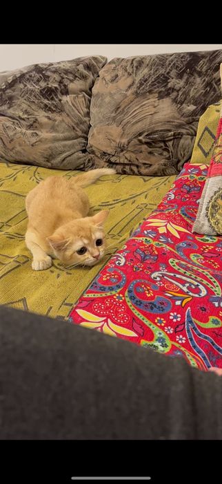Продам котёнка золотая шиншила