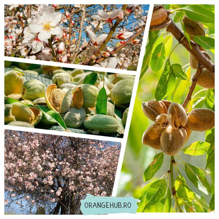 Migdal anul 3 pentru gradina Dud negru Afin Pomi fructiferi Lamai Alun