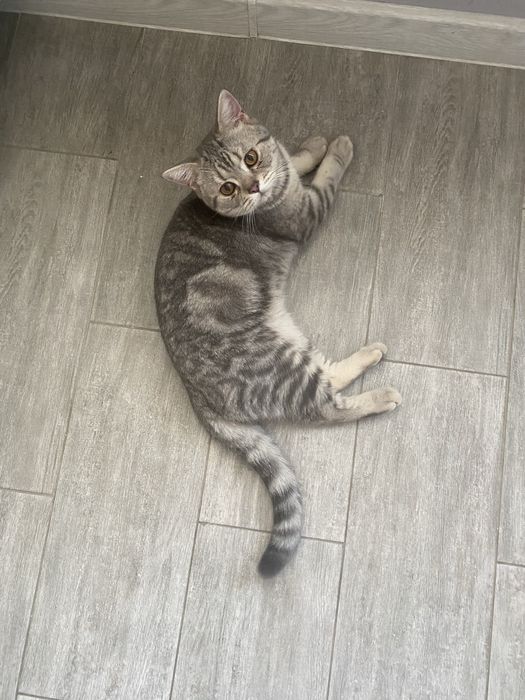 Кот, чистокровный шотландец, 1год, кастрирован