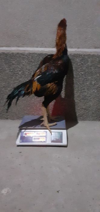 dakan xõroz va makiyon tuledan chiqqan