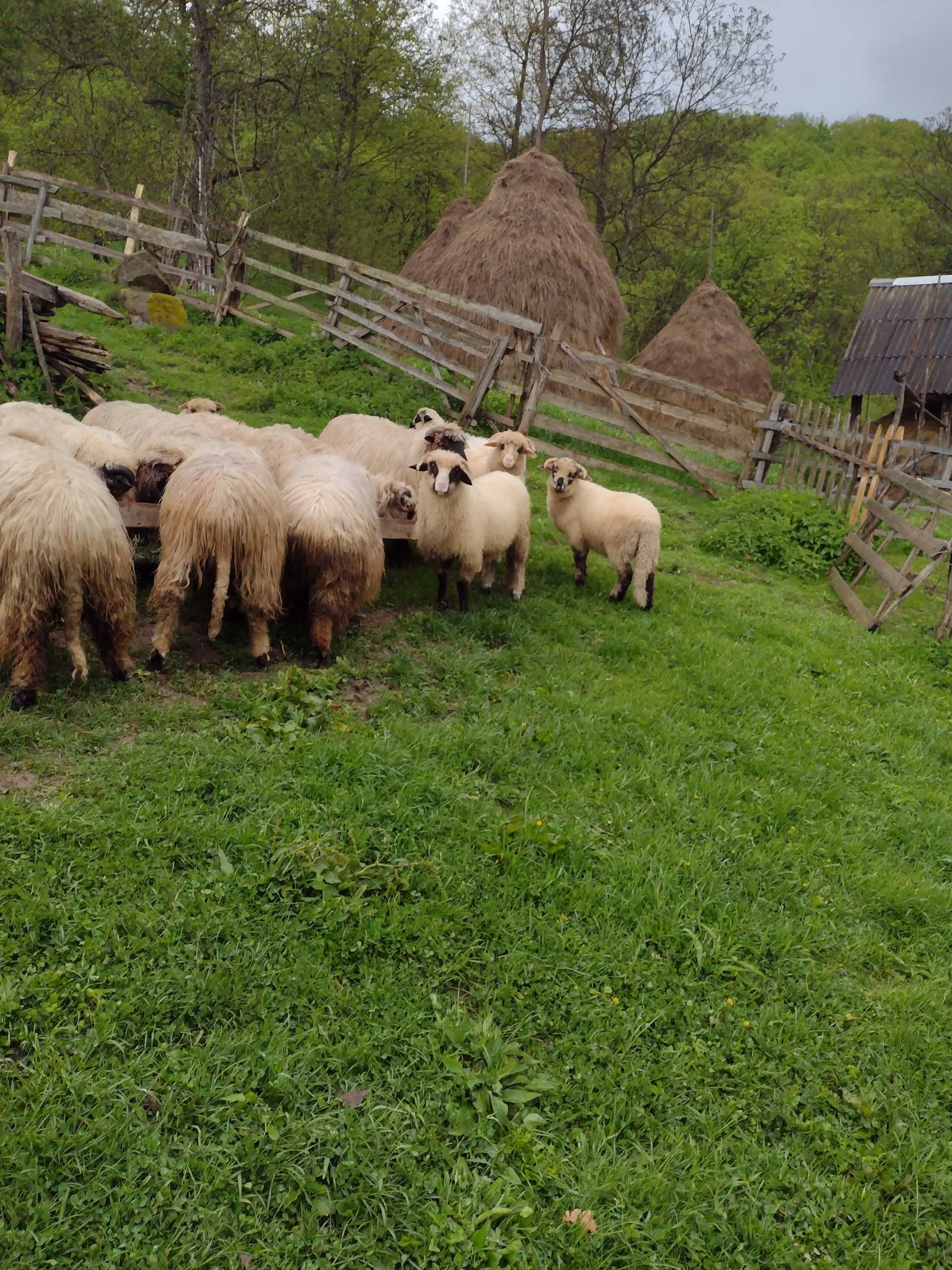 Vind oi cu miei și noatini