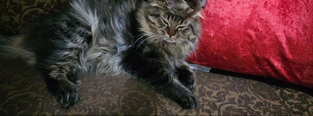 Сибирские котята