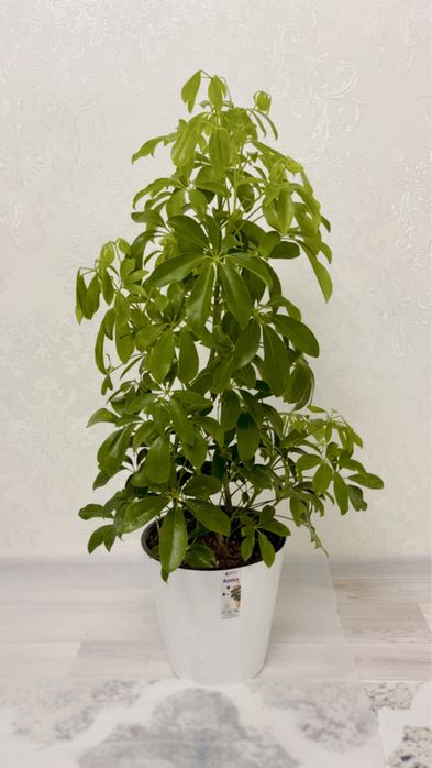 Цветы  гүлдер сатылады