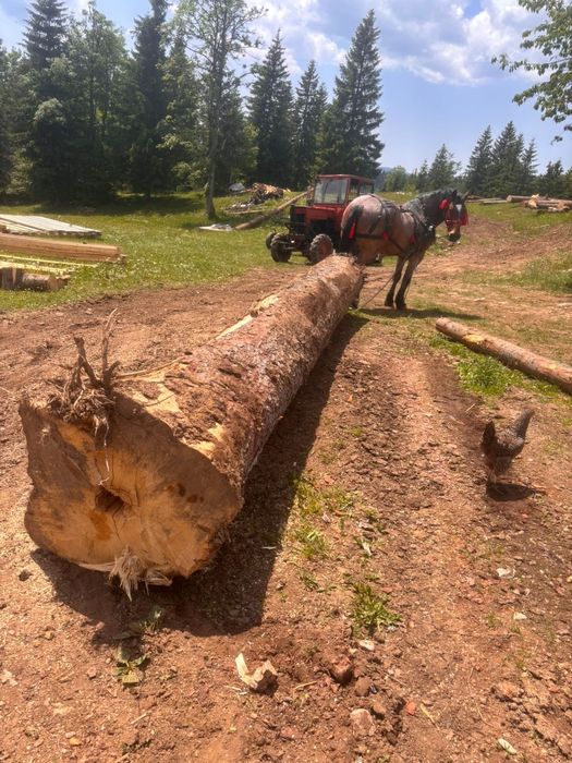 vând cal 8 ani garantat