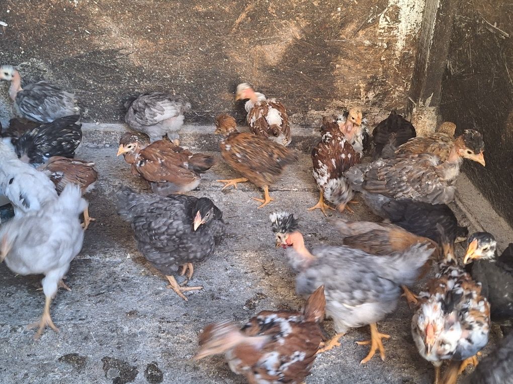 Pui rasă mixtă moțați (cocoși)