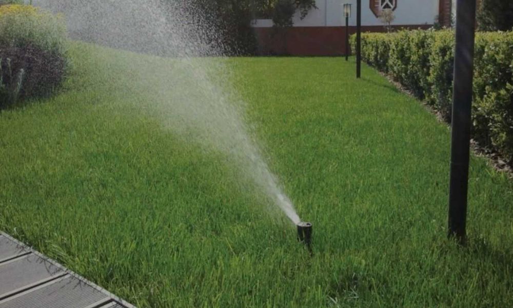 plante decorative, Brazi argintii, arțar japonez rosu verde