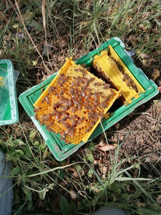 Primim comenzi pentru sezon 2026,