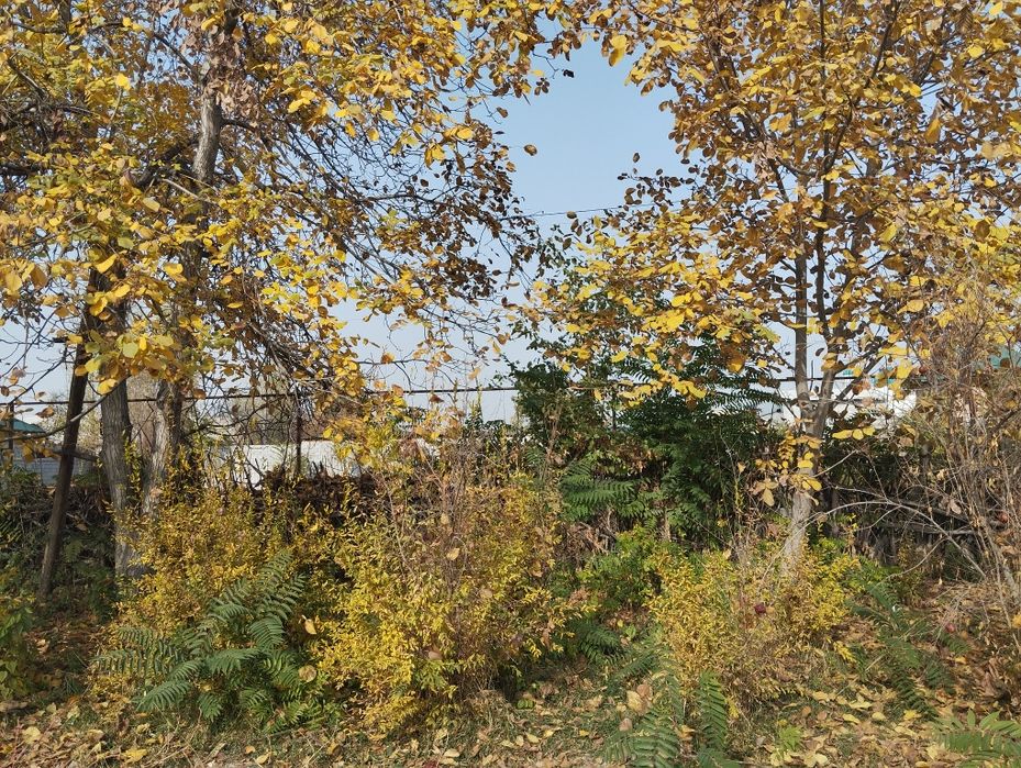 Yongʻoq mebelchilar uchun