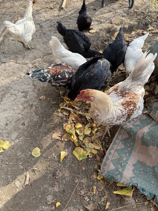 Курицы домашний