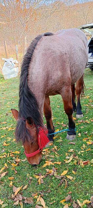 Vanz manza de doi ani