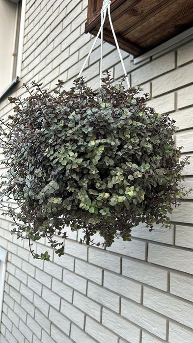 Комнатные растения для офиса и дома Каллизия черенки