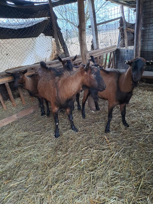 Vand doi tapi de rrproductie rasa alpin francez