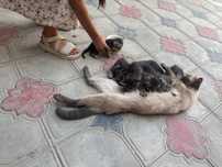 Котята отдам без платно в хорошие руки