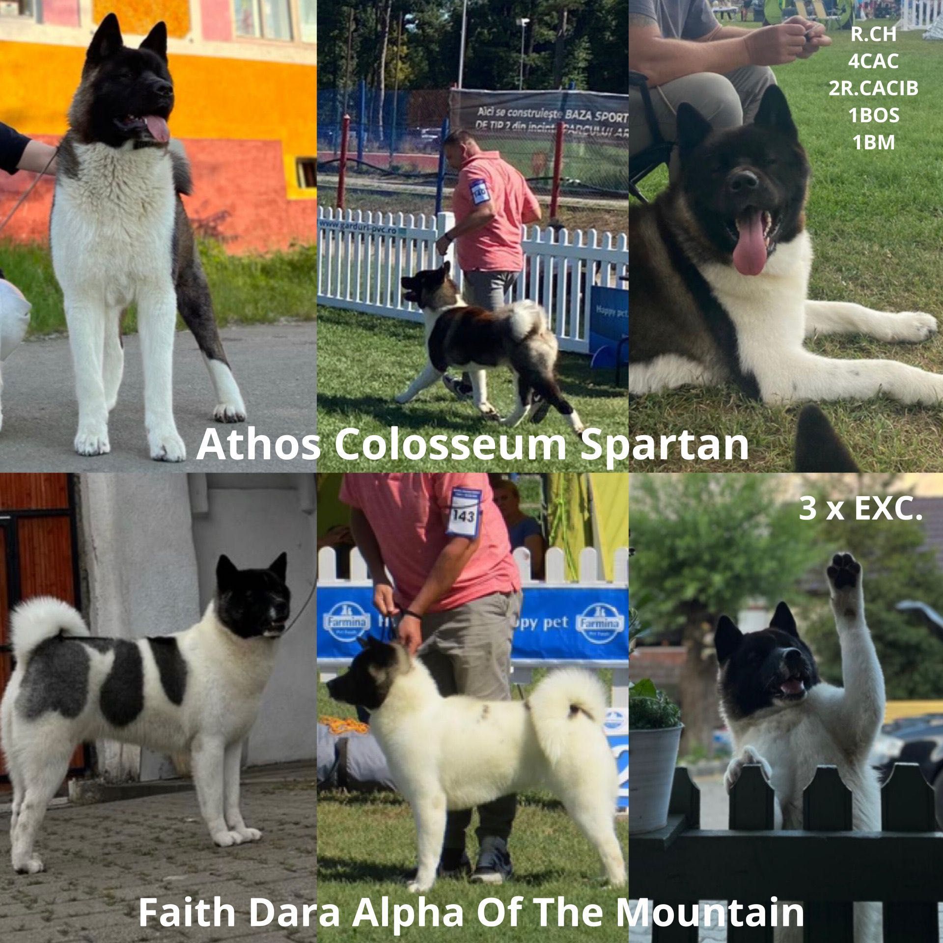 Pui Akita American De Vanzare. Pedigree Tip A