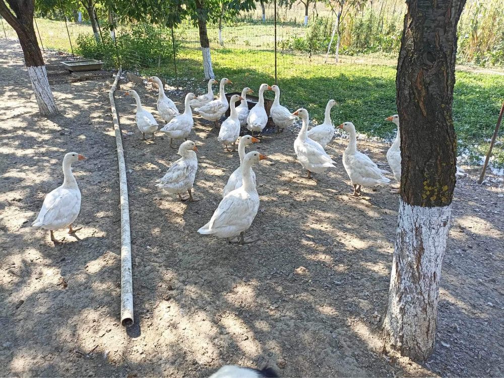 Vand gaste in jur de 6 kilograme