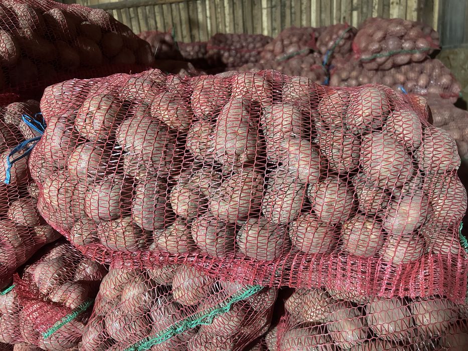 Vand cartofi consum Bellarosa