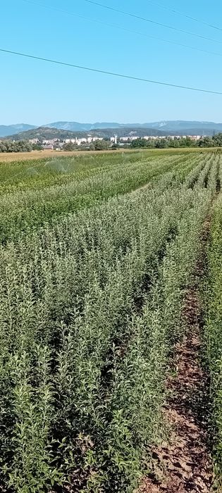 Vand pomi fructiferi