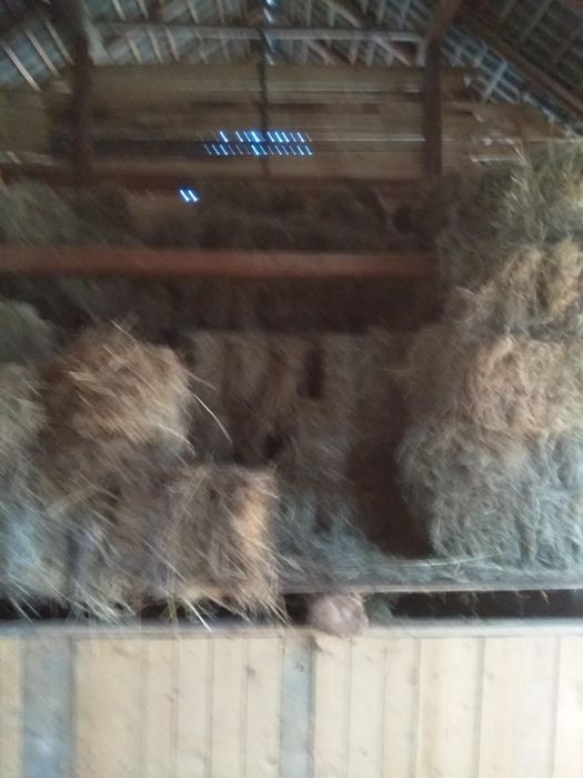 Vând otava de caltate