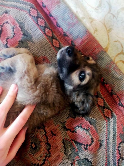 Отдам в добрые руки