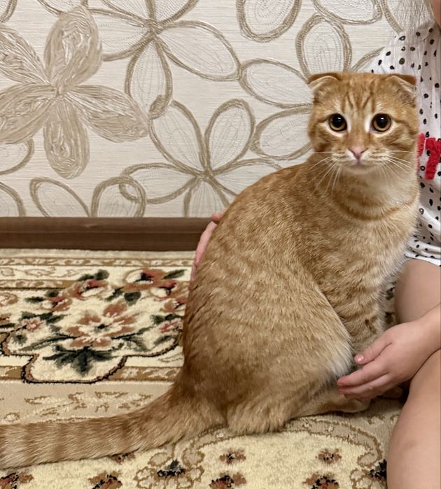 Отдам кота в добрые руки